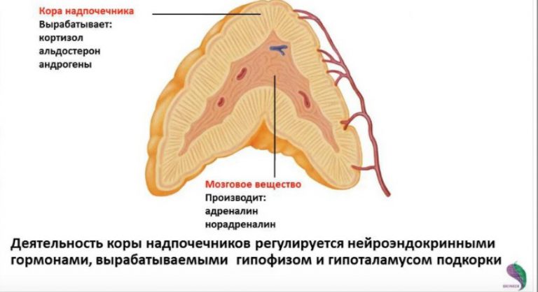 Кора надпочечников фото