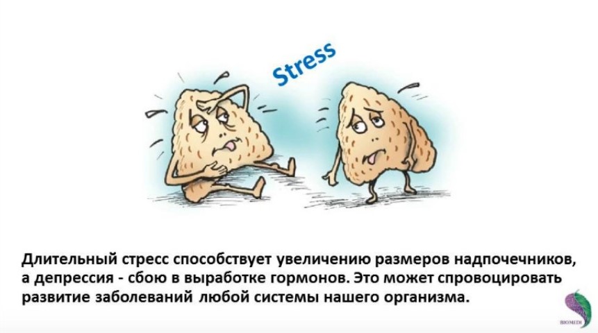 надпочечники и стресс